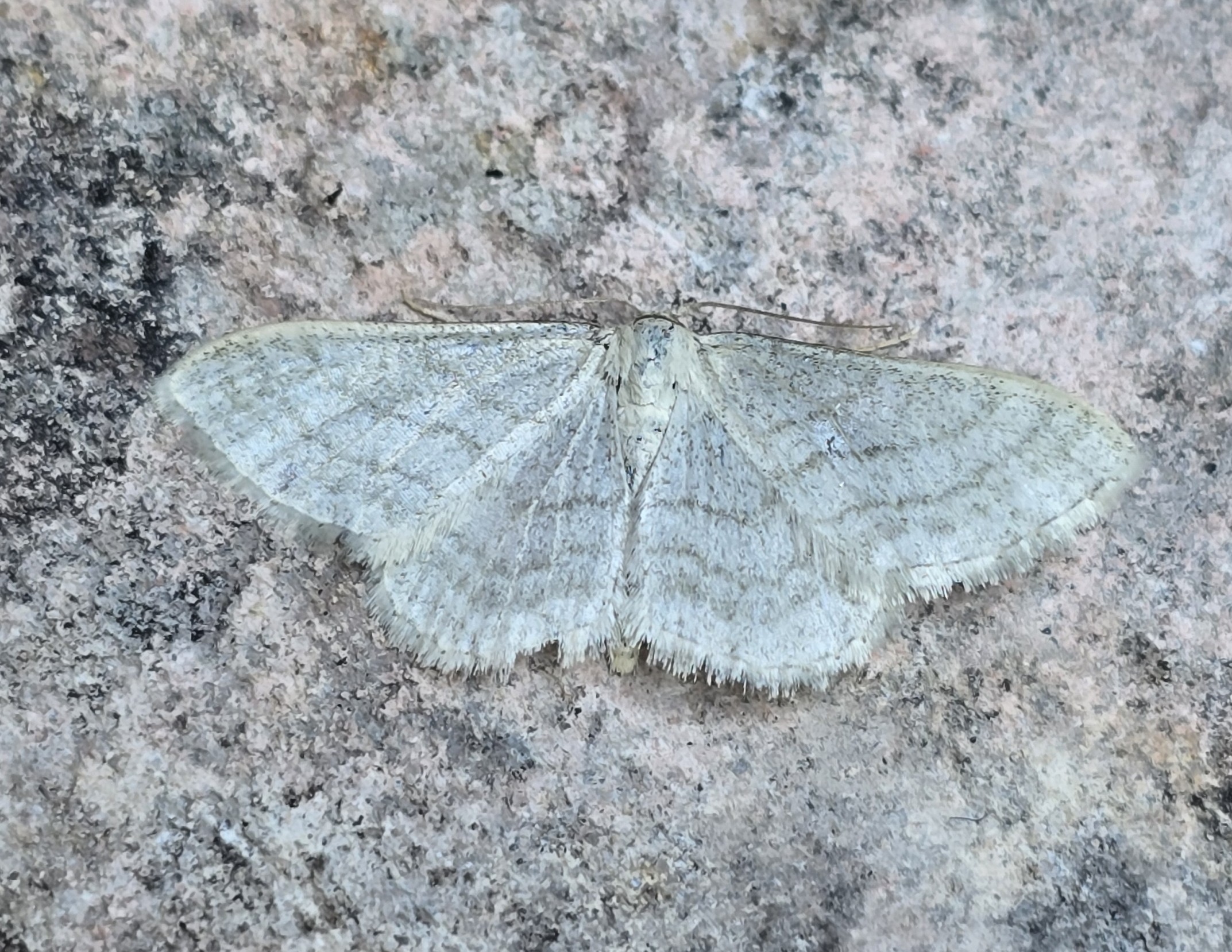 Photo of Satin Wave (Idaea subsericeata)